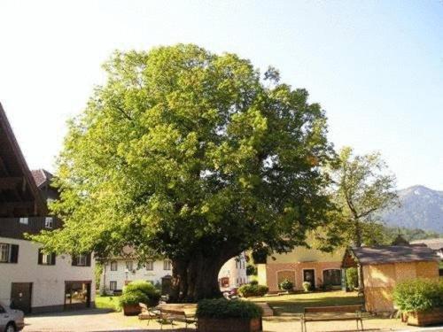 Pension Schierl Faistenau Εξωτερικό φωτογραφία